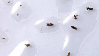 Грозит ли нам появление продуктов из насекомых: мнение экспертов -  Российская газета