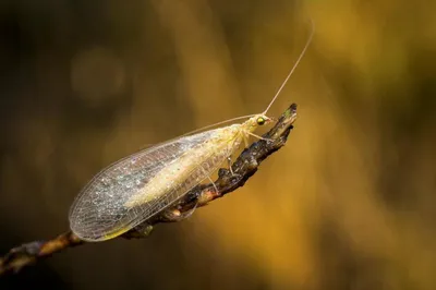 Мухи-береговушки: Неубиваемые мухи живут в щёлчи, кислоте, соли и даже  гейзерах! Что это за природные терминаторы? | Пикабу