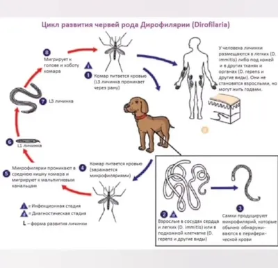 Черви под кожей: в Украине выявили три случая заболевания, передающегося  через укусы комаров
