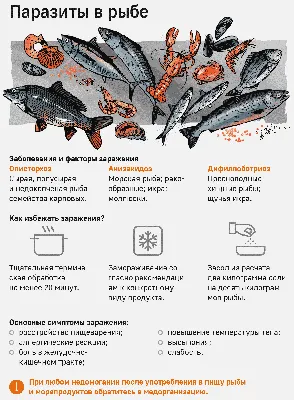 Жители Бердска рискуют заразиться описторхозом от красной рыбы и икры |  Свидетель