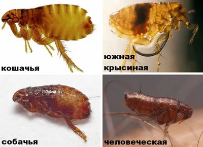 Как избавиться от блох: в доме, в квартире, как вывести блох народными и  покупными средствами