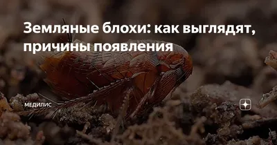 Как избавиться от блох в доме - PESTCO - служба по борьбе с вредителями,  дезинфекция Винница