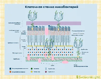 Туберкулез: симптомы, причины, пути распространения и лечение ᐉ Сеть аптек  «Бажаємо здоров'я»