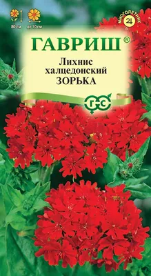 Лихнис корончатый (горицвет кожистый): купить в Москве саженцы Lychnis  coronaria в питомнике «Медра» по цене от 580 руб