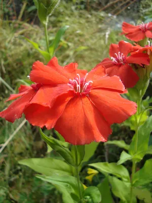 Лихнис корончатый (Lychnis coronaria ) - Лихнис корончатый - Лихнис -  Многолетние цветы - Библиотека - LESKOVO-PITOMNIK.ru