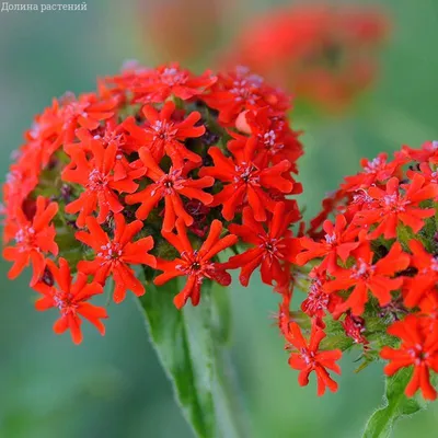 Лихнис корончатый Моенч (Lychnis coronaria Moench), саженец  (ID#1427909217), цена: 37 ₴, купить на Prom.ua