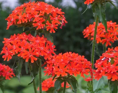 Лихнис Лихнис корончатый - купить сорт в питомнике, саженцы в  Санкт-Петербурге