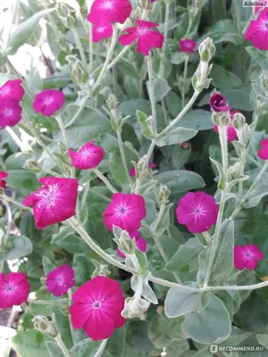 Лихнис халцедонский \"Lychnis chalcedonica\" купить по цене 450 рублей от  питомника саженцев и растений Центросад | Фото и консультация по уходу