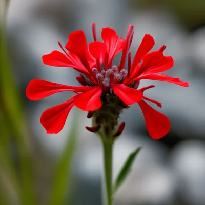 Lychnis viscaria Plena Лихнис смолка клейкая Plena 55.00грн - Купить Лихнис  на Ботанике