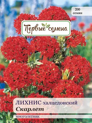 Лихнис аркрайта. Купить семена цветов.