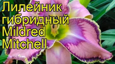 Лилейник «Mildred Mitchel» (Милдред Митчел) Цена 300 руб. | Лилейник,  Растения, Сад