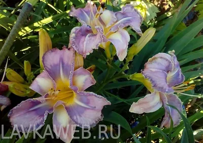 Лилейник гибридный Милдрет Митчел (Hemerocallis hybrida Mildred Mitchell)