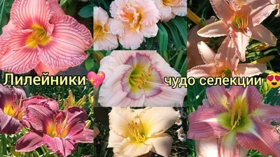 Чудо-ЛИЛЕЙНИКИ😍🥰💖💘!!! Цветение в моём саду- сорта с названиями🌸🌺🌸🌺🌸  | Цветение, Лилейники, Сад