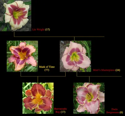 Генеалогия лилейников с клочкообразными краями лепестков - Домашняя  страница - Экспериментальная питомника лилейников