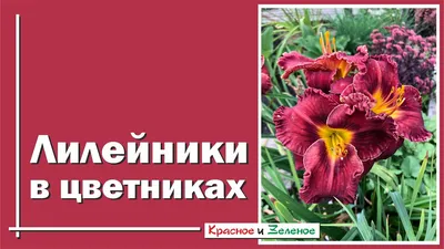 В моде «мини» — информационная статья интернет-магазина по продаже саженцев  и растений «SemenaSad.ru»
