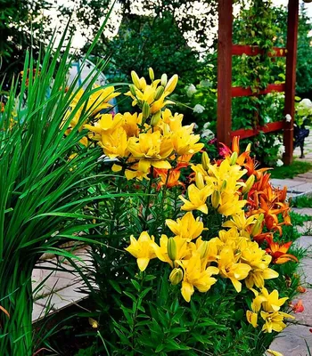 Лилейник 'Стелла де Оро' (Hemerocallis 'Stella d'Oro') – купить в питомнике  Chelsea Garden