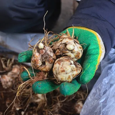 Лилия Голден Стоун - Лилии - Растения - Интернет-магазин \"Сад-Огород\" -  AgrotehCom.ru