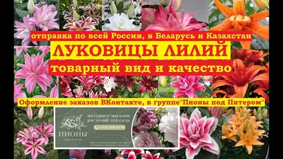 Купить Лилия Спринг Пинк в Минске. Луковицы цветов, корневище, клубни  растений почтой.