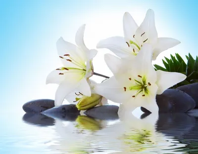 Цветка белой лилии на воде стоковое фото. изображение насчитывающей  средства - 197547758