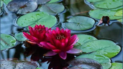 Нимфеи, водяные лилии, кувшинки – в пруду. Как сделать воду прозрачной … |  В саду у Лилии | Дзен