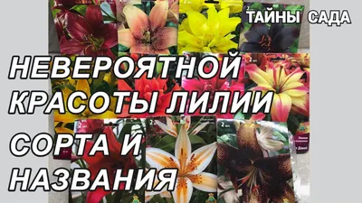 Мартагоны.