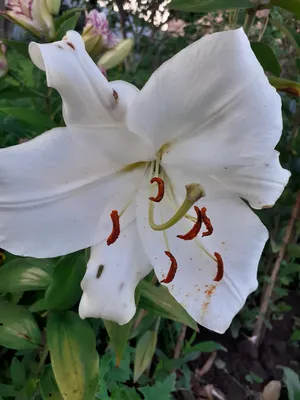 Prairie Lily -- Lilium philadelphicum | This plant is known … | Flickr