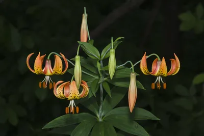 Lilium philadelphicum (WOOD LILY) | Special Vegetation