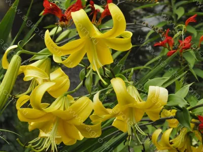 Lilium michiganense (Michigan Lily) -- Liliaceae | Indiana D… | Flickr