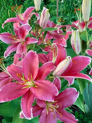 Lilium philadelphicum (WOOD LILY) | Special Vegetation