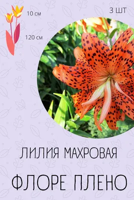 Lilium canadense var. rubrum # 3r.12 *1x – Lilium Division IX Shop