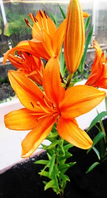 Photo of the bloom of Lily (Lilium 'Le Reve') posted by TBGDN - Garden.org