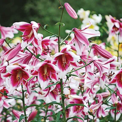 Lilium philadelphicum (WOOD LILY) | Special Vegetation