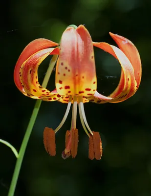 Wildflowers of the Indiana Dunes - FineGardening