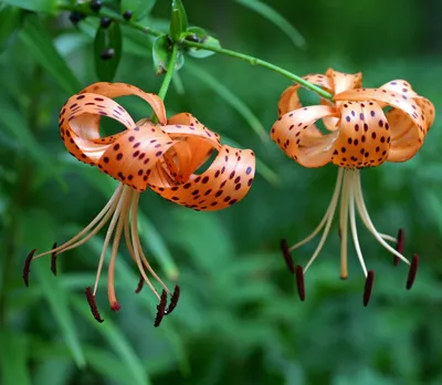 Canada Lily – The Native Plant Gardener