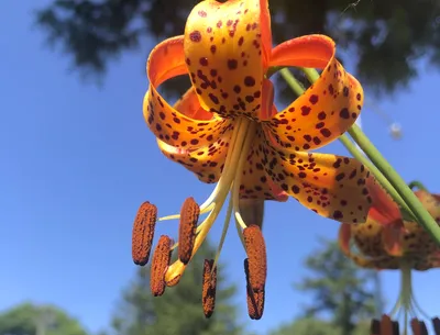 Photo of the bloom of Lily (Lilium 'Casa Rosa') posted by TBGDN - Garden.org