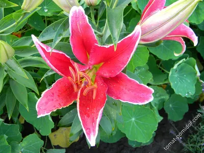 Photo of the bloom of Lily (Lilium 'Casa Rosa') posted by TBGDN - Garden.org