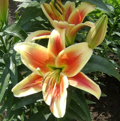 Лилия Монтего БЭЙ, Монтего Бей, ОТ гибрид, (Lilium OT-hybrid Montego Bay),  цветение первогодок - YouTube