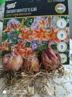 Купить Луковицы лилий Поиск в интернет каталоге с доставкой | Boxberry