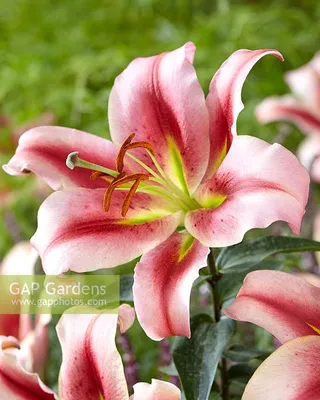 Lilium Olympic Torch... stock photo by Visions Premium, Image: 0704834