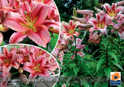 Lilium Olympic Torch... stock photo by Visions Premium, Image: 0704838