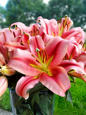 Lily Olympic Torch | Bluestone Perennials