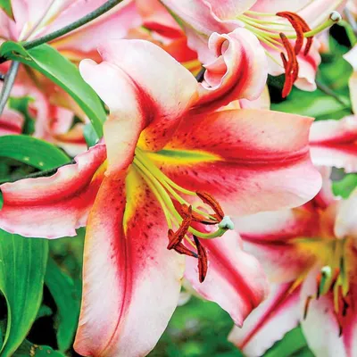 Lily (Lilium 'Olympic Torch') in the Lilies Database - Garden.org