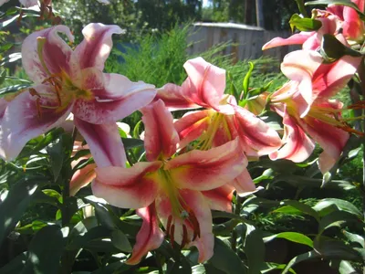 Photo of the entire plant of Lily (Lilium 'Olympic Torch') posted by ge1836  - Garden.org