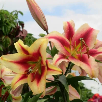 Photo of the bloom of Lily (Lilium 'Olympic Torch') posted by ge1836 -  Garden.org