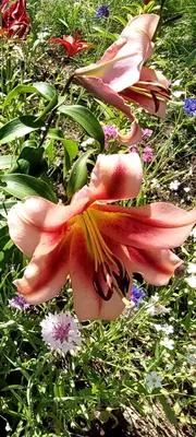 Photo of the entire plant of Lily (Lilium 'The Torch') posted by Cem9165 -  Garden.org