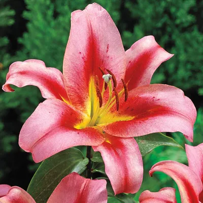 Buy Olympic Torch Lily Tree | Breck's