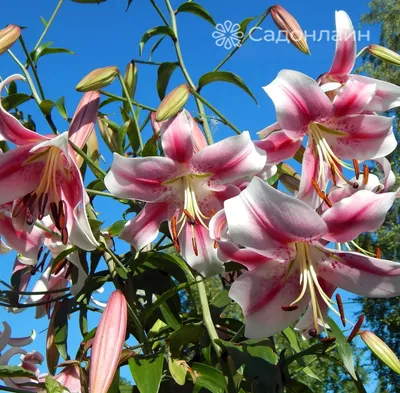 Лилия Олимпик Торч ОТ-гибрид Lilium Olympic Torch (3шт) разбор 16/18 | Юлин  сад