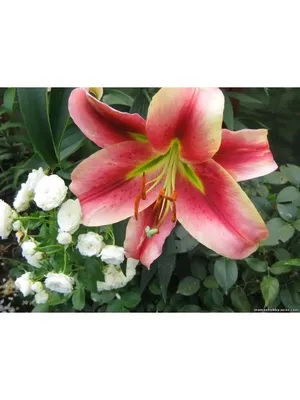 08487 Lilium Olympic Torch - Valentine E-shop