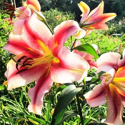 Olympic Torch Lily Tree in 2023 | Olympic torch, Lily, Lilium