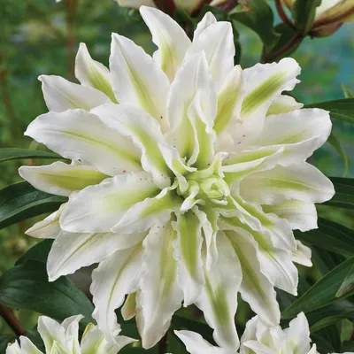 Polar Star Double Lily | Brecks Premium Bulbs